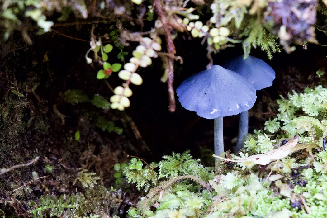 Imagen Nueva Zelanda - Ruta por las antípodas 6