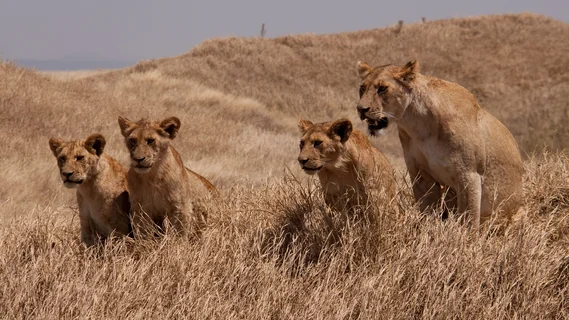 Varias leonas en la sabana