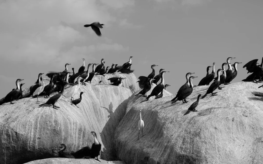 Cormoranes posados sobre rocas