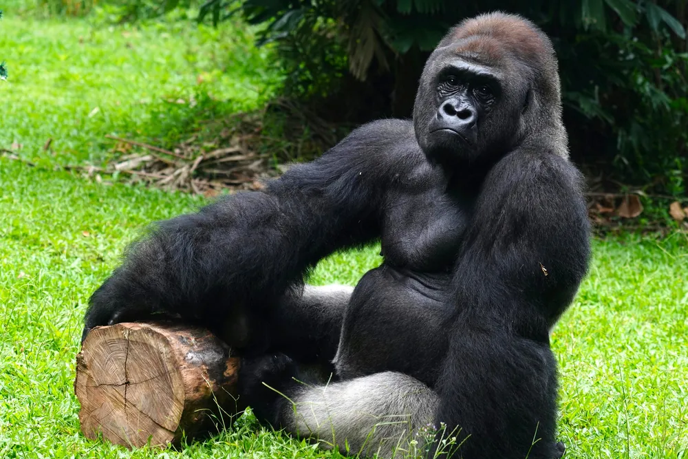 Gorila de montaña adulto sujetando tronco