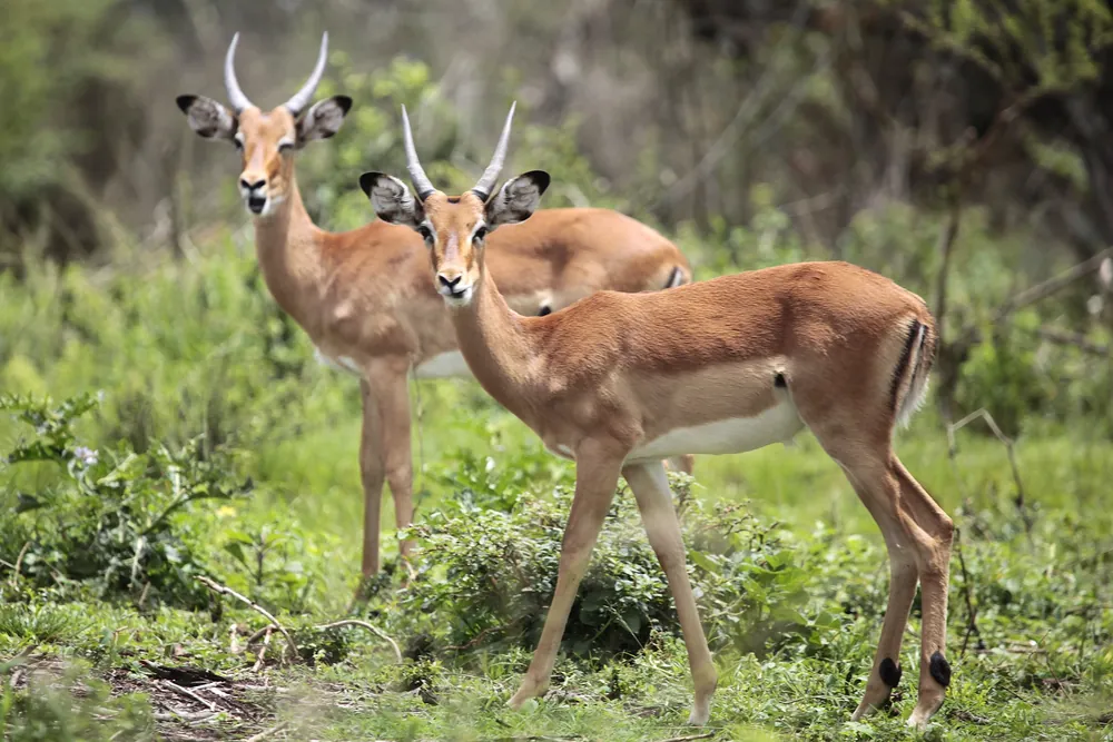 Dos impalas en entorno natural