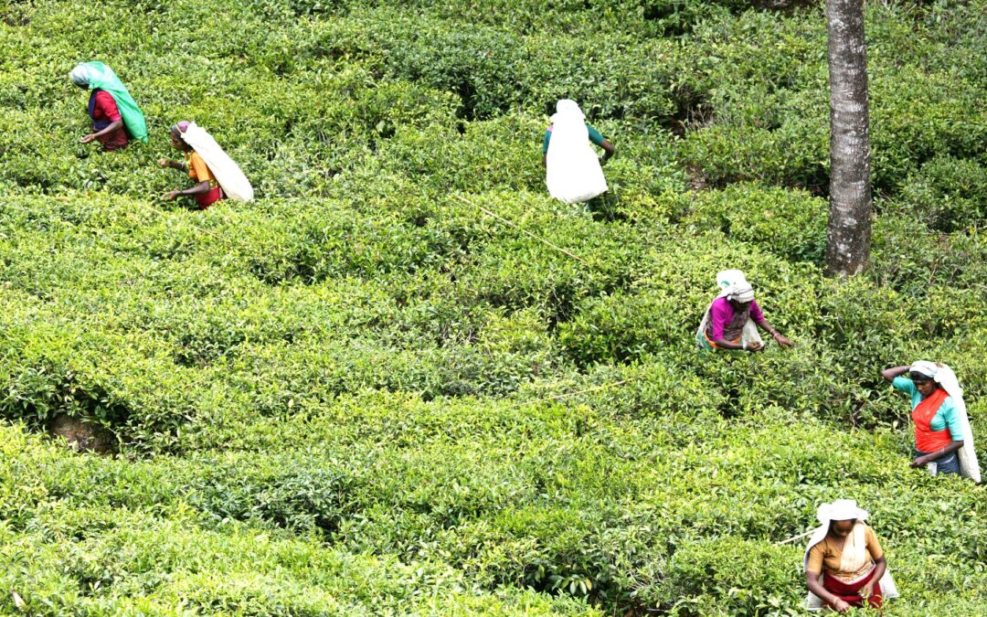 Sri_Lanka_Campos_de_Te