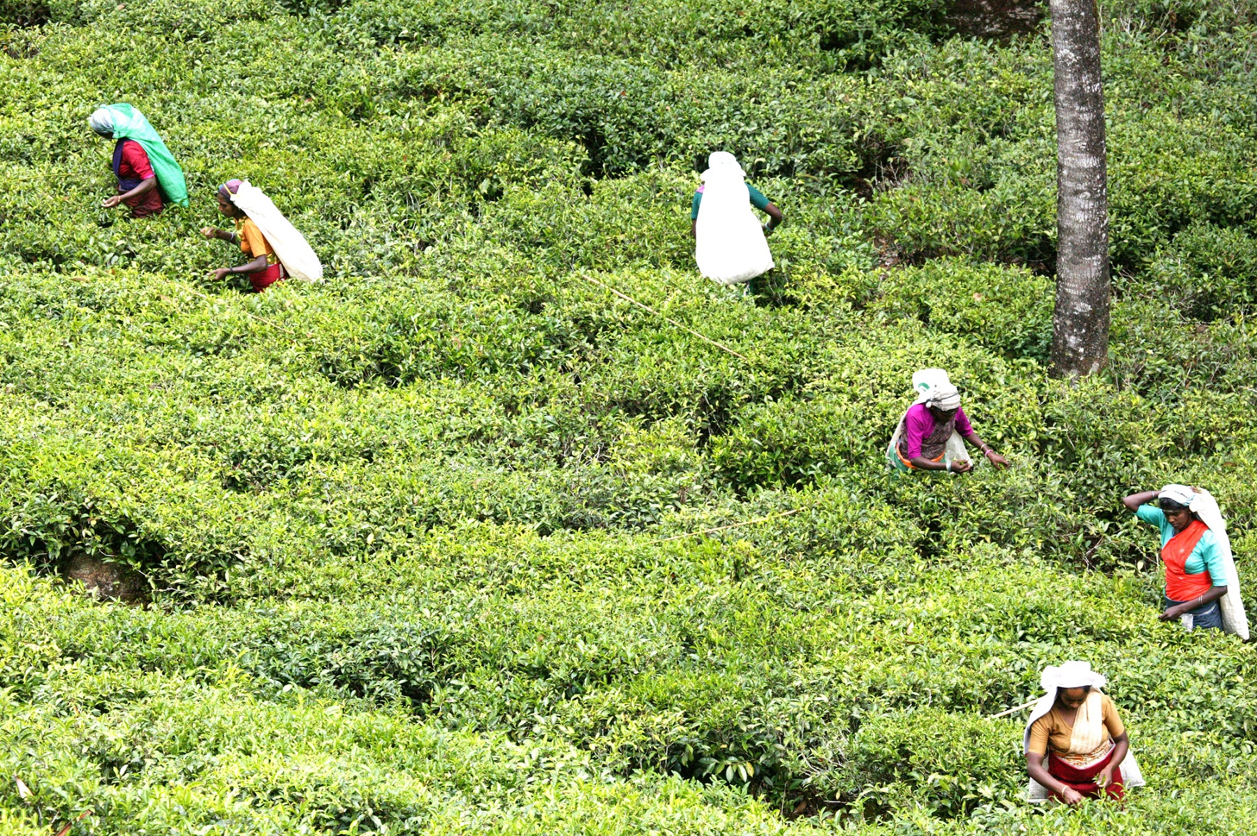 Sri_Lanka_Campos_de_Te