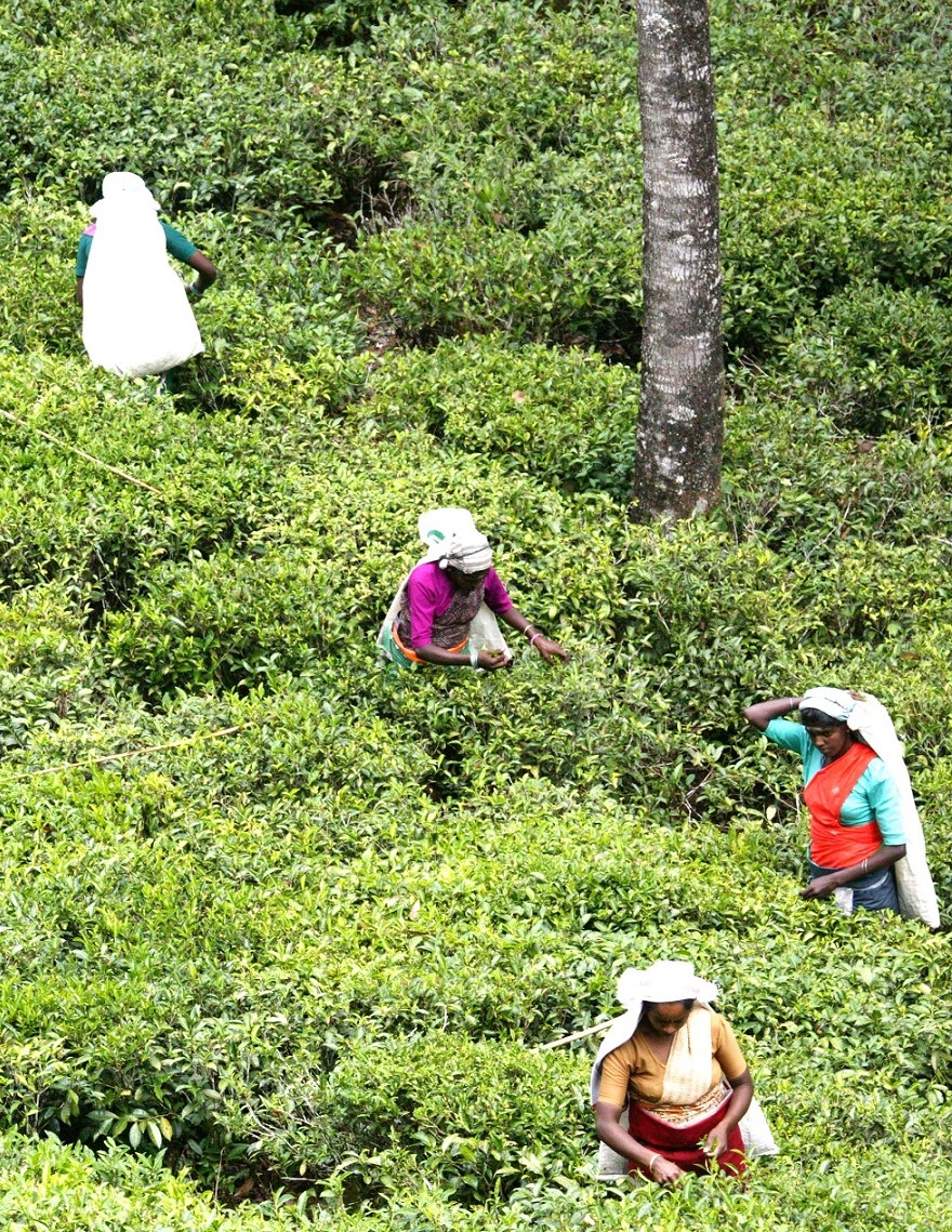 Sri_Lanka_Campos_de_Te