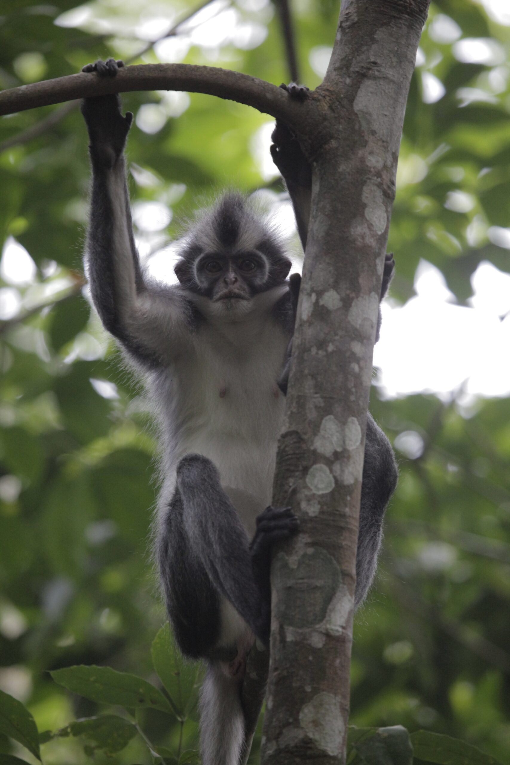 Gunung Leuser