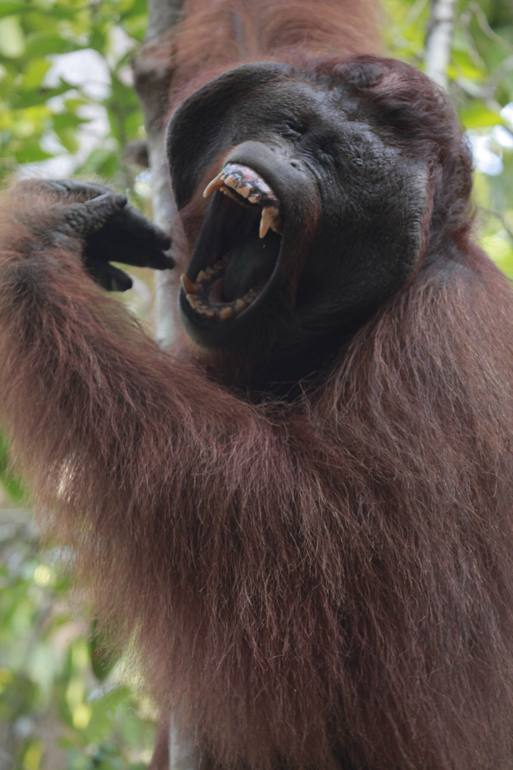 Kalimantan (Borneo)