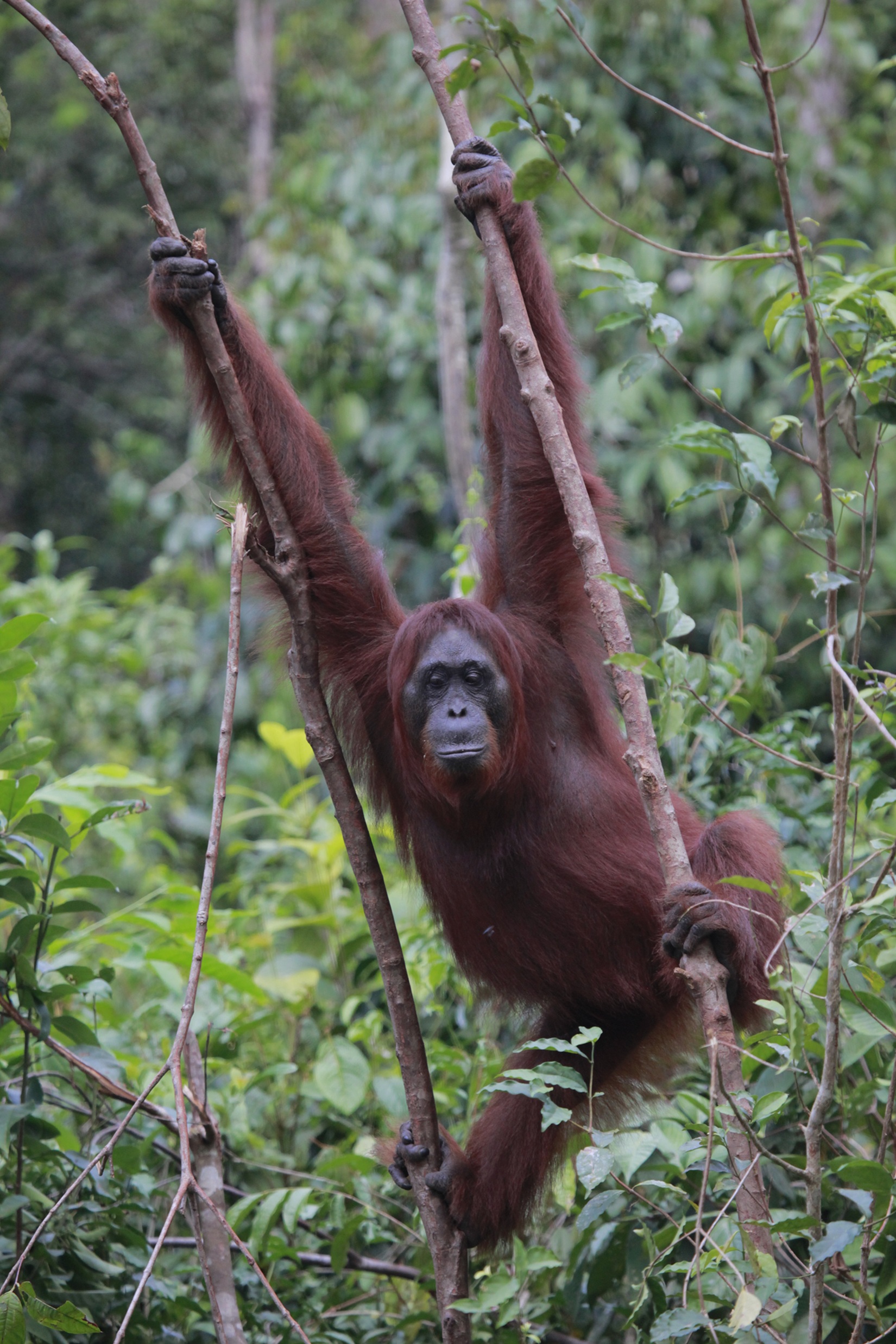 Kalimantan (Borneo)
