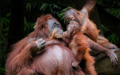 Tres joyas indonesias