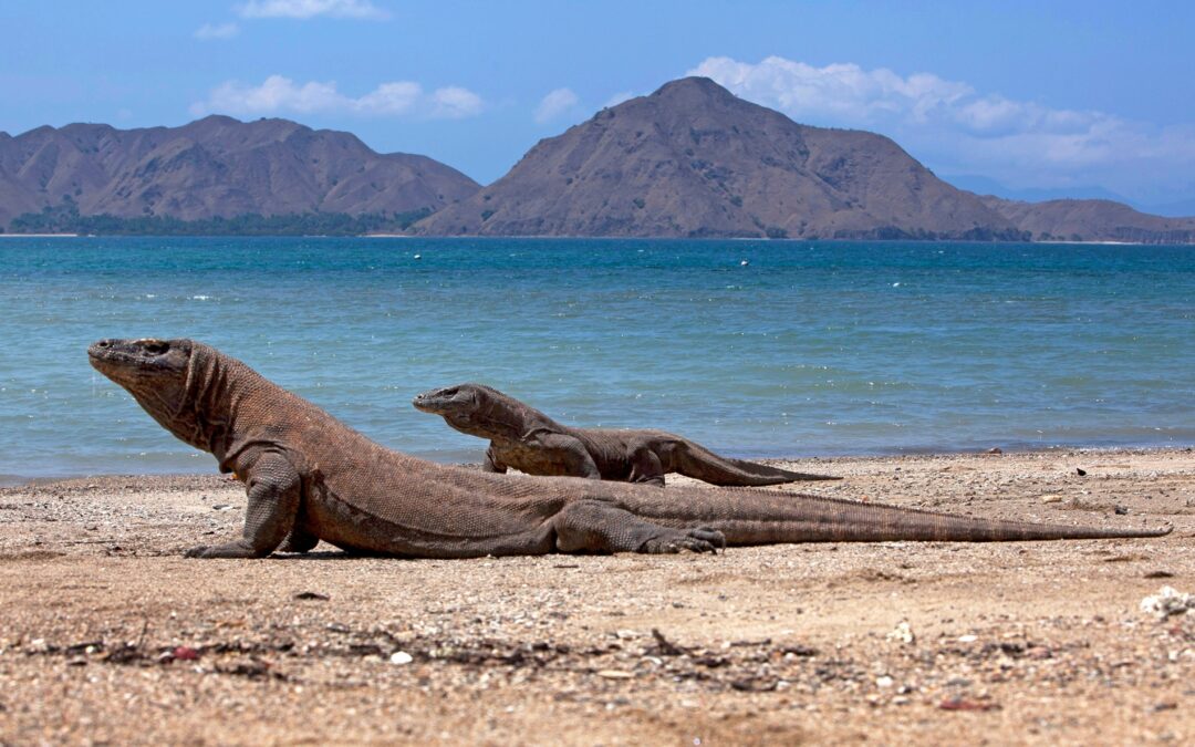 Bali, Flores y Komodo