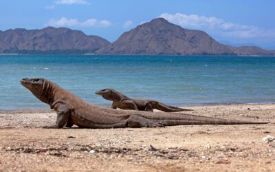 Bali, Flores y Komodo