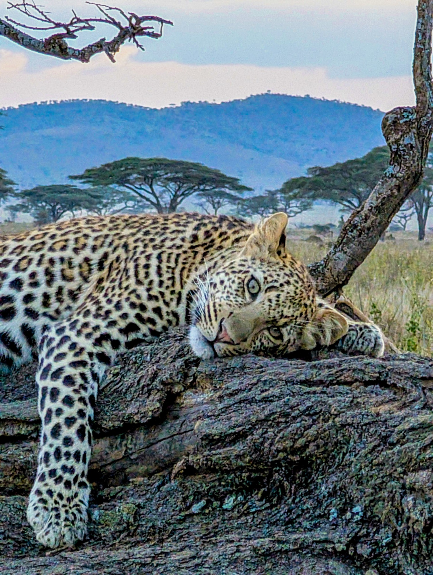 Leopardo recostado en tronco en Serengeti