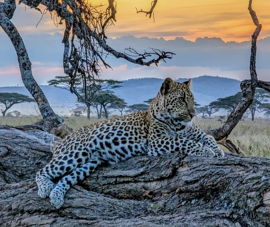 Leopardo en tronco en el Serengeti